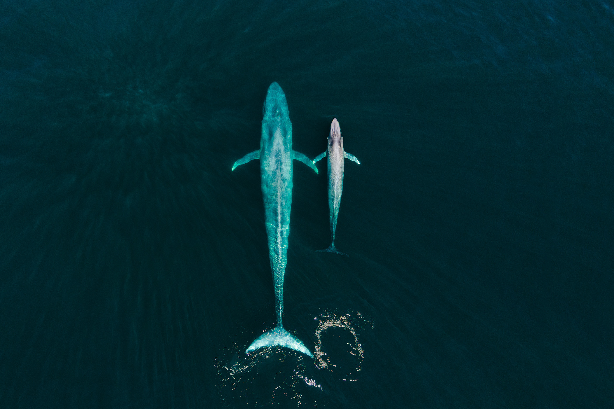 Ballena azul y su cria.